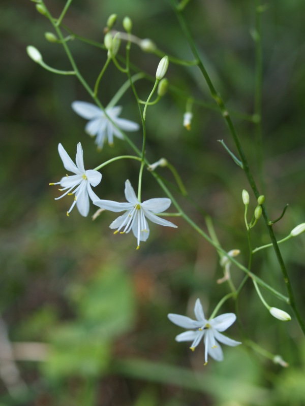 fiori dal cadore